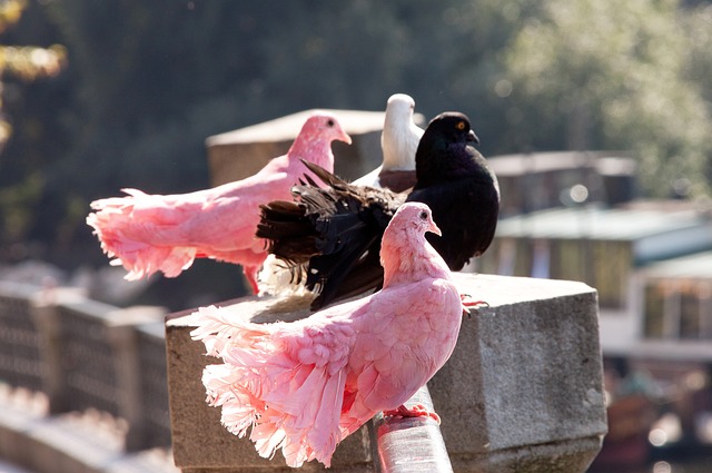 康的偶像崇 康的偶像崇